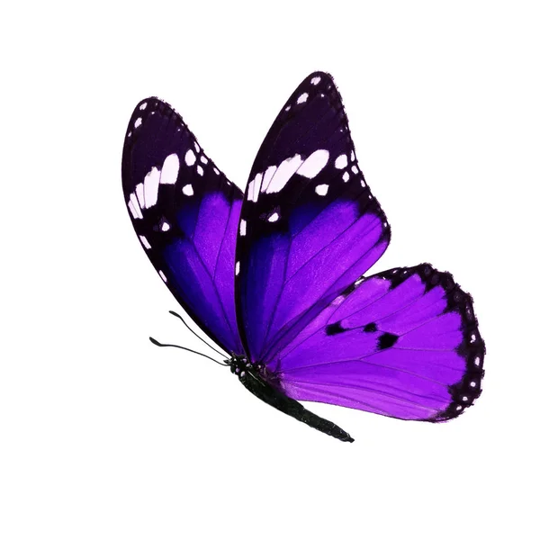Borboleta monarca isolada — Fotografia de Stock