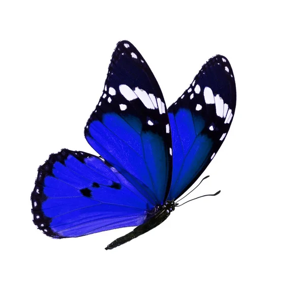 Monarch vlinder geïsoleerd — Stockfoto