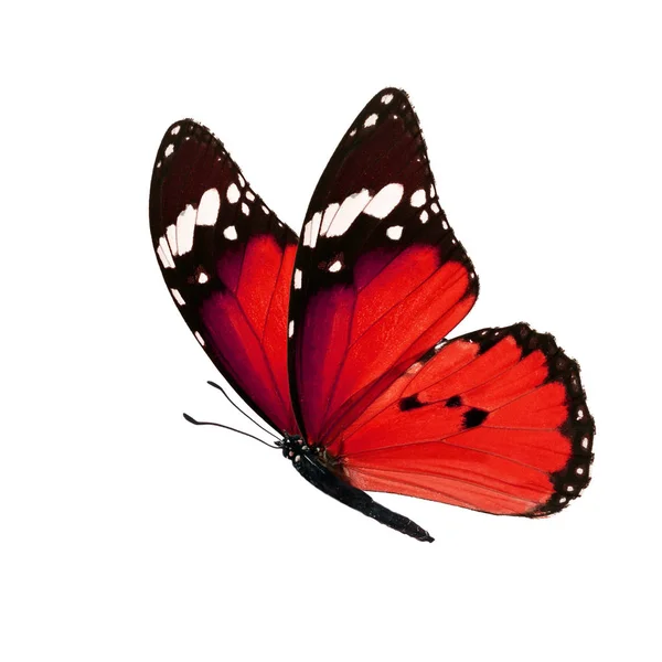 Mariposa monarca aislada — Foto de Stock