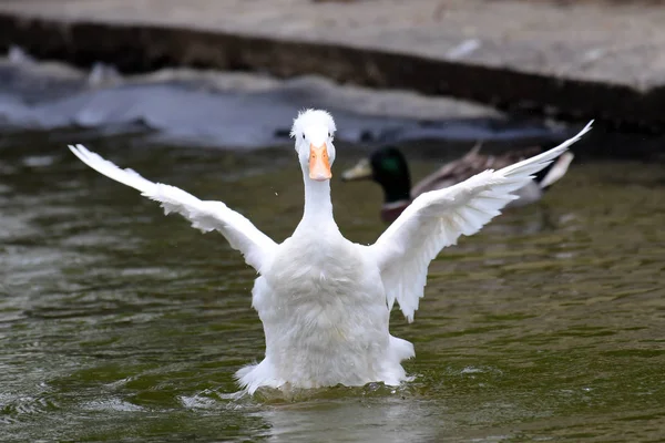 White Duck flapping — Stock Photo, Image