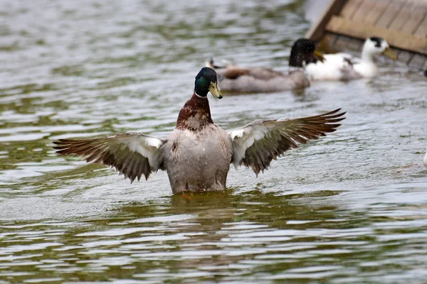 Mallard Duck bird — Stock Photo, Image
