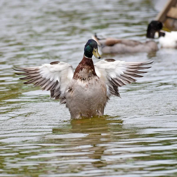 Mallard Pato pájaro — Foto de Stock