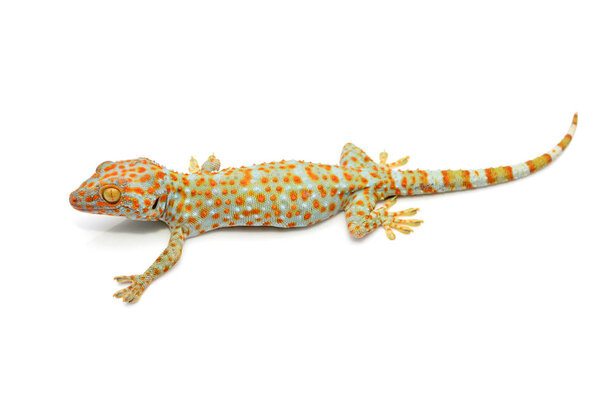 House gecko isolated