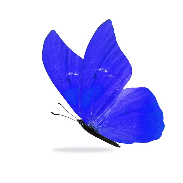 Krásný modrý motýl — Stock fotografie