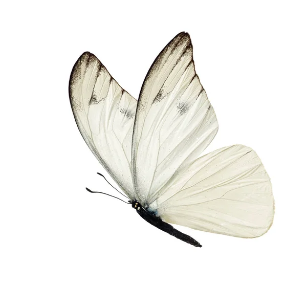 Mariposa blanca aislada — Foto de Stock