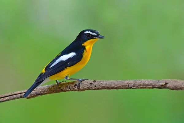 Yellow-rumped Flycatcher Bird — Stock Photo, Image
