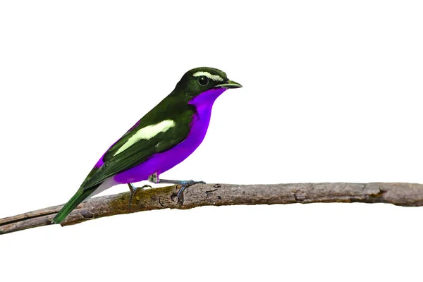 Hermoso pájaro colorido — Foto de Stock
