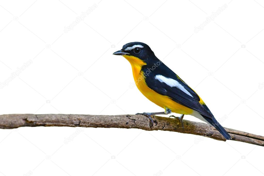 Yellow-rumped Flycatcher Bird