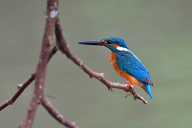 ortak kingfisher kuş