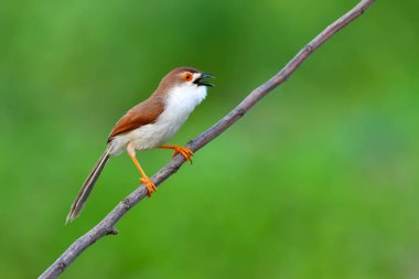 Sarı gözlü yedikardeşi kuş