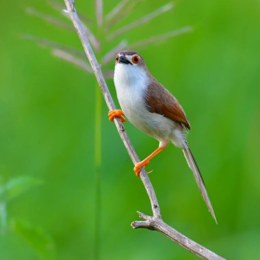Sarı gözlü yedikardeşi kuş