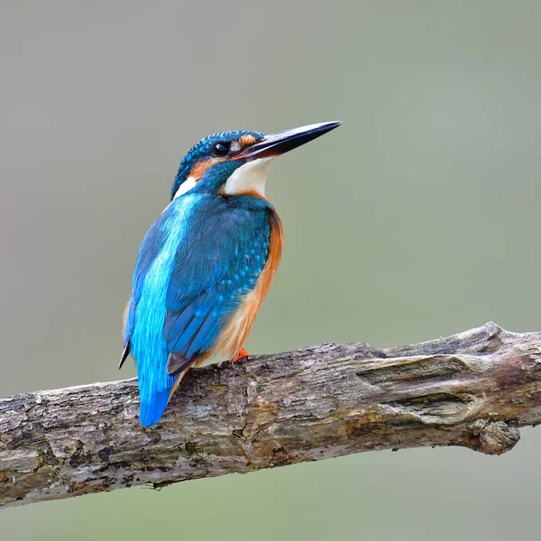 ortak kingfisher kuş