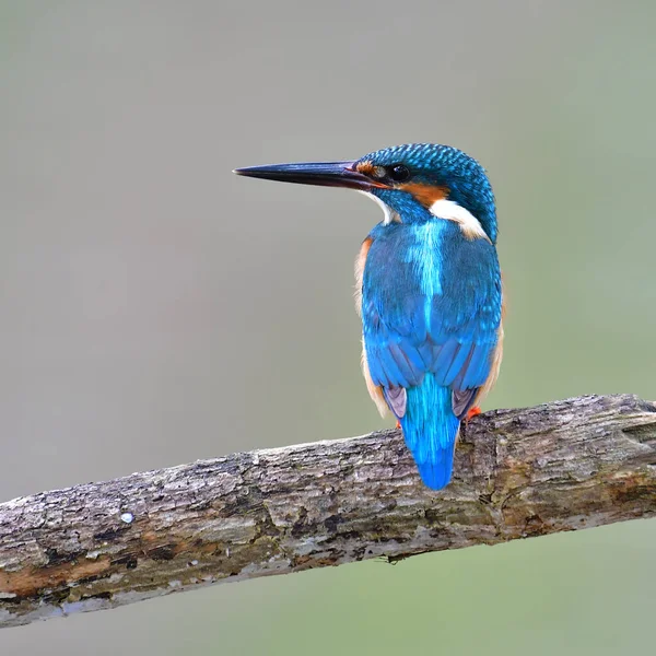 ortak kingfisher kuş