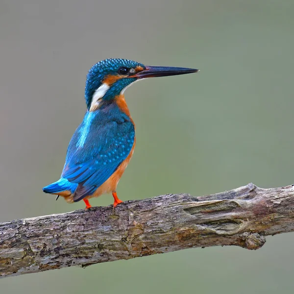 ortak kingfisher kuş