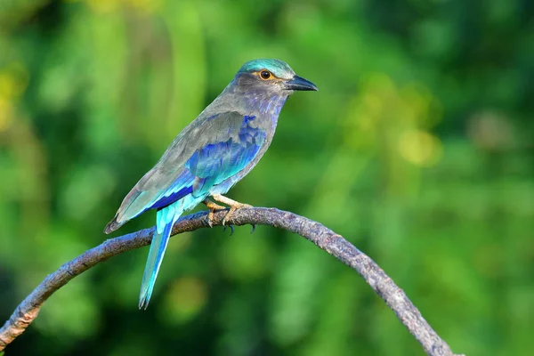 Indische Roller vogel — Stockfoto