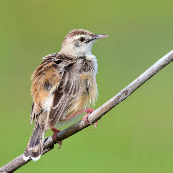 Oiseau Cisticola Zitting — Photo