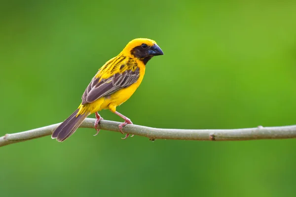 Asiatico Golden Weaver uccello — Foto Stock