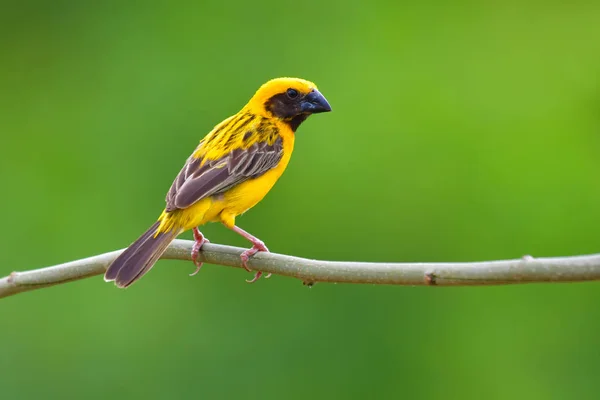 Asiatischer Goldwebervogel — Stockfoto