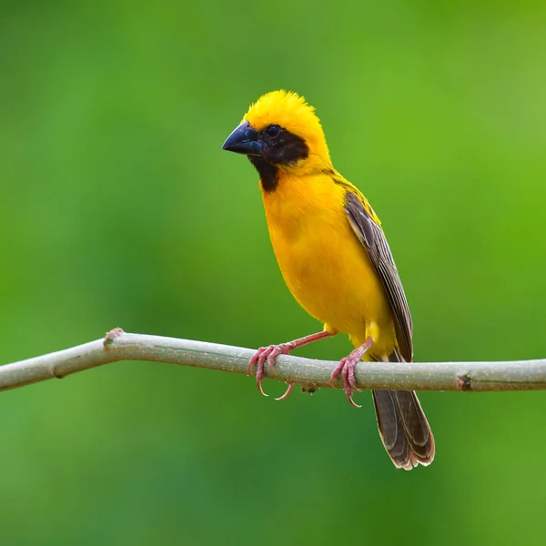 Asiatiska gyllene weaver fågel — Stockfoto