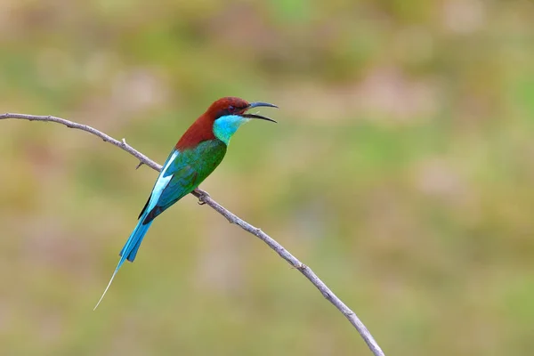 Perlisty niebieski ptak Żołna — Zdjęcie stockowe