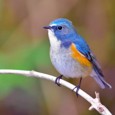 bluetail kırmızı çevrili kuş