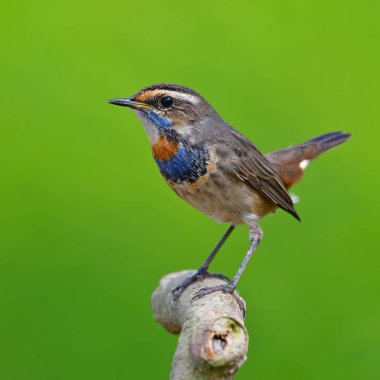 Güzel Bluethroat kuş