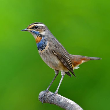 Güzel Bluethroat kuş