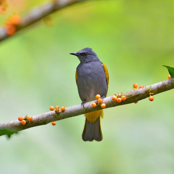 Šedá bellied Bulbul pták — Stock fotografie