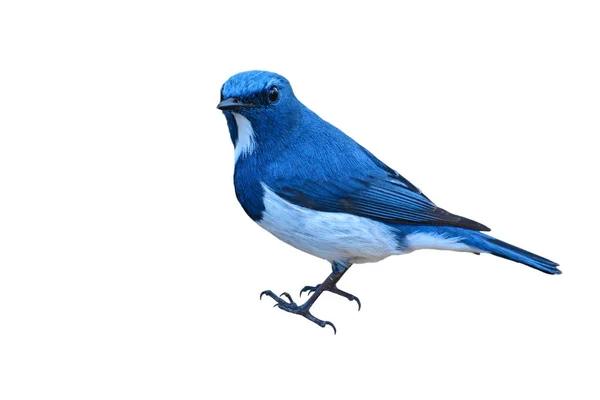 Ultramarine Flycatcher bird — Stock Photo, Image