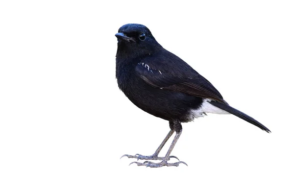 Строкатою bushchat птах — стокове фото