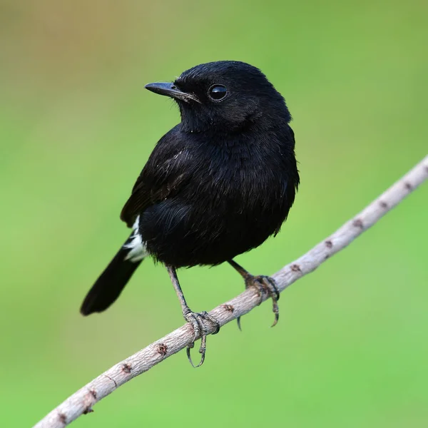 Alaca bushchat kuş — Stok fotoğraf