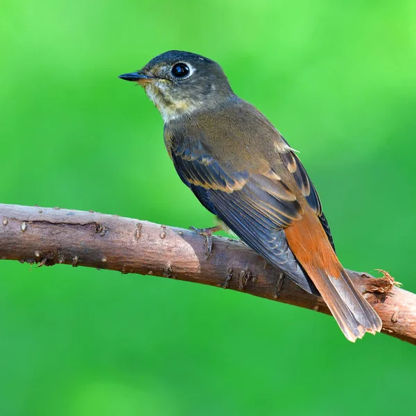 Červenohnědá Flycatcher pták — Stock fotografie