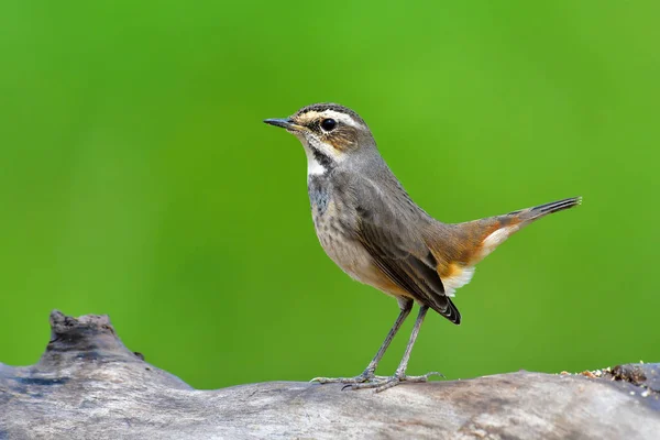 Vackra blåhake fågel — Stockfoto