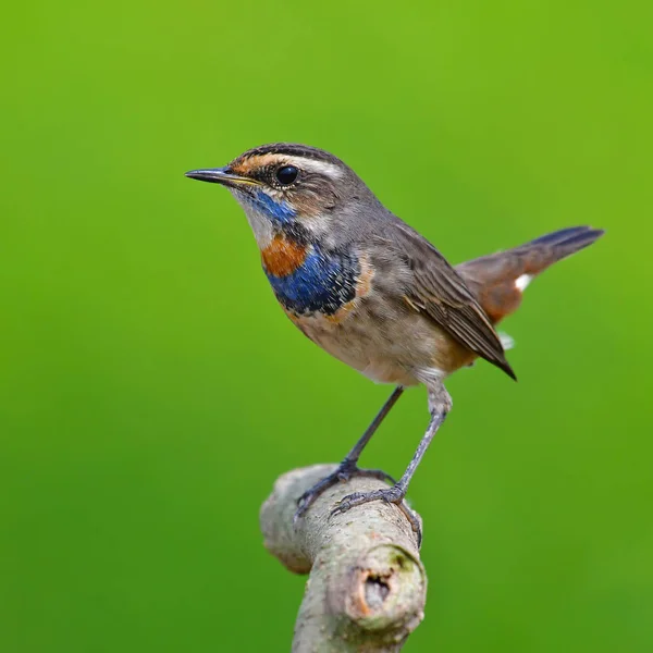 Vackra blåhake fågel — Stockfoto