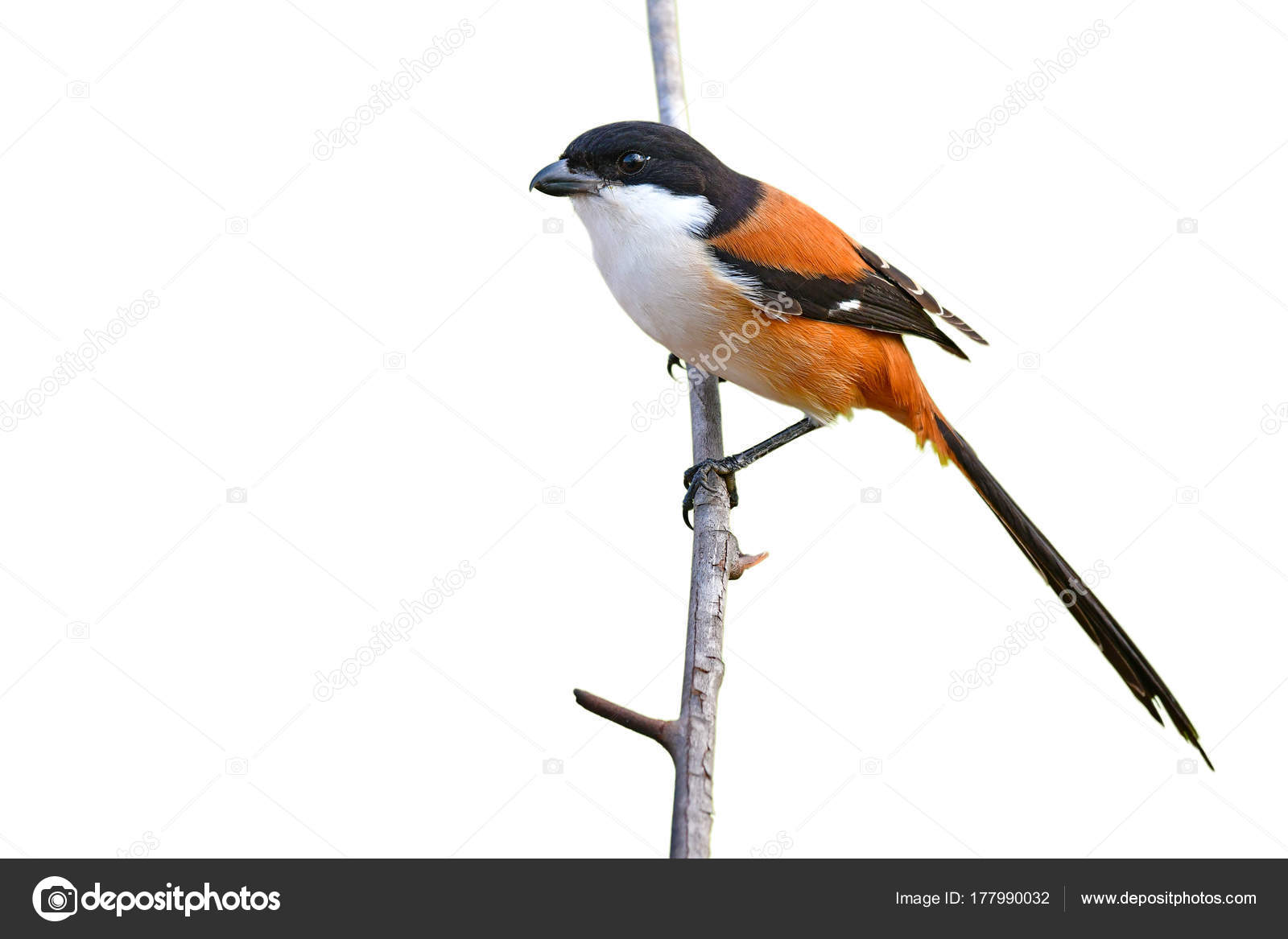 Oiseau De Pie Grièche à Longue Queue Photographie Thawats