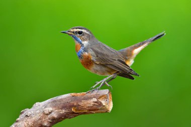 Güzel Bluethroat kuş