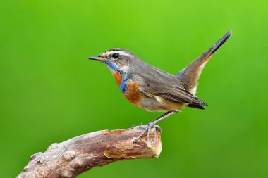 Güzel Bluethroat kuş