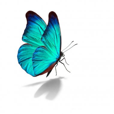 Güzel mavi kelebek