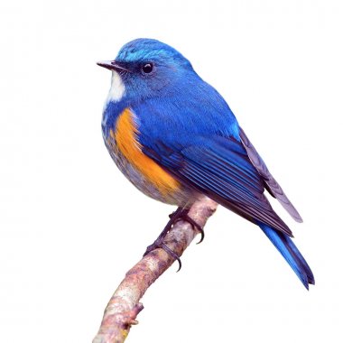 Turuncu çevrili bush robin kuş
