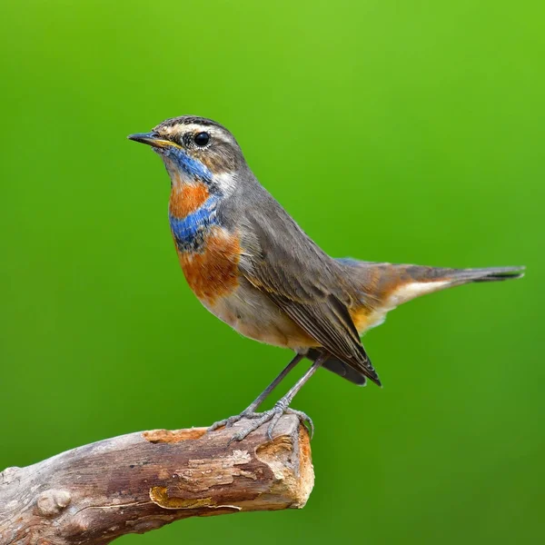 Vackra blåhake fågel — Stockfoto