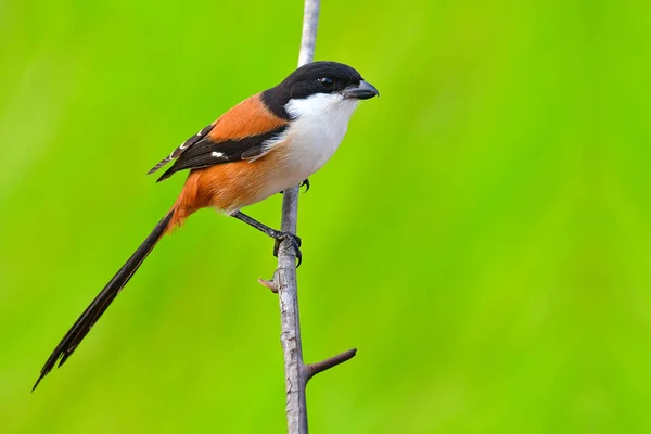 Långstjärtade törnskata fågel — Stockfoto