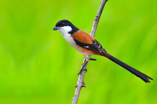 Long tailed ptak dzierzba — Zdjęcie stockowe