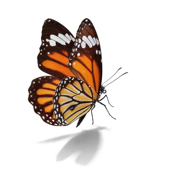 아름 다운 바둑의 나비 — 스톡 사진