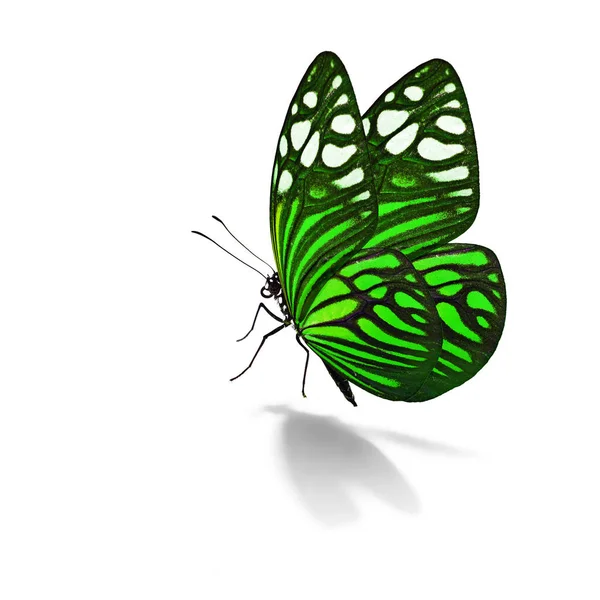 Güzel renkli kelebek — Stok fotoğraf