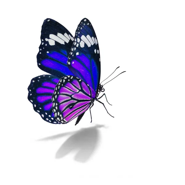 Beau papillon monarque — Photo