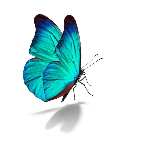 Güzel mavi kelebek — Stok fotoğraf