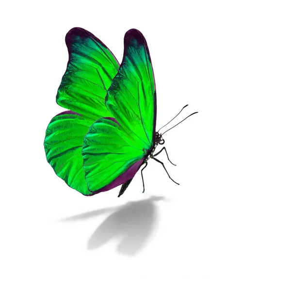 美しい青い蝶 — ストック写真