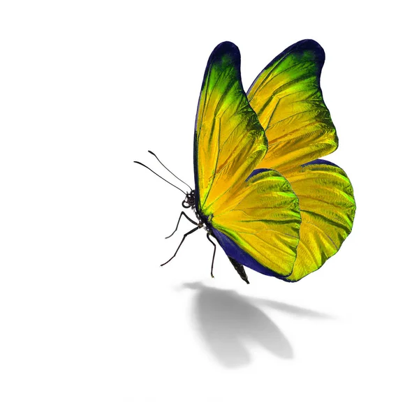 Beautiful yellow butterfly — Stock Photo, Image