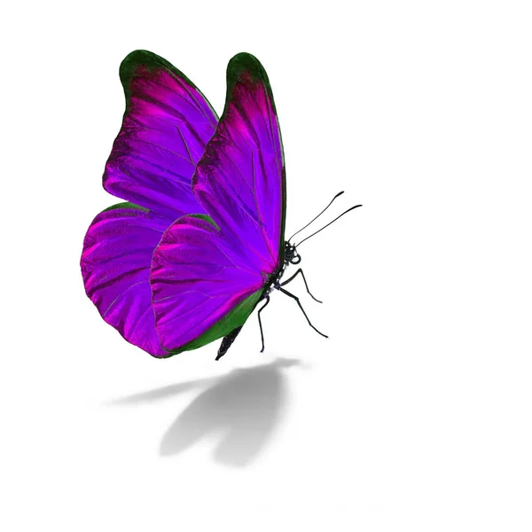 Gyönyörű lila pillangó — Stock Fotó