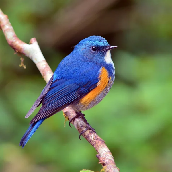 Arbusto-de-flanco-laranja Robin pássaro — Fotografia de Stock